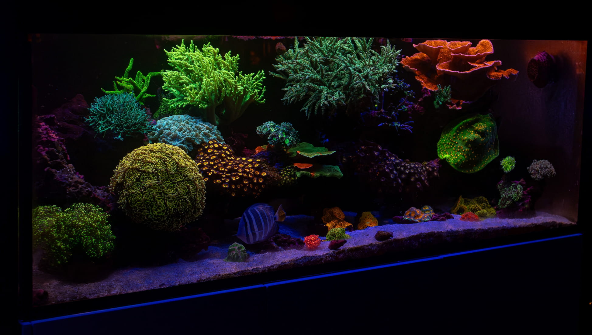 Waterbox 180.5 Mixed Reef Aquarium System