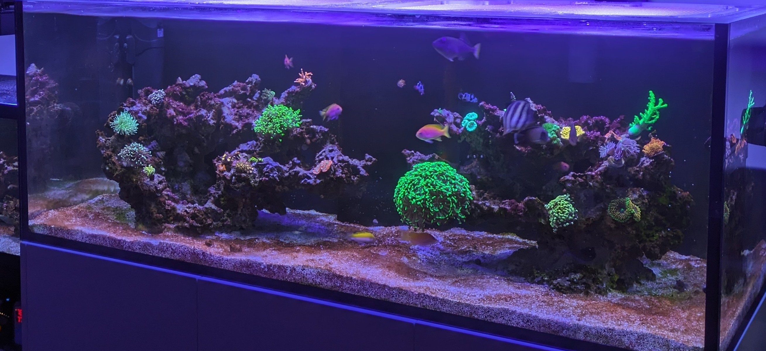 LCA Visual Appearance