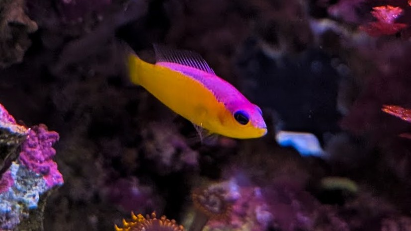 Purple Stripe Dottyback