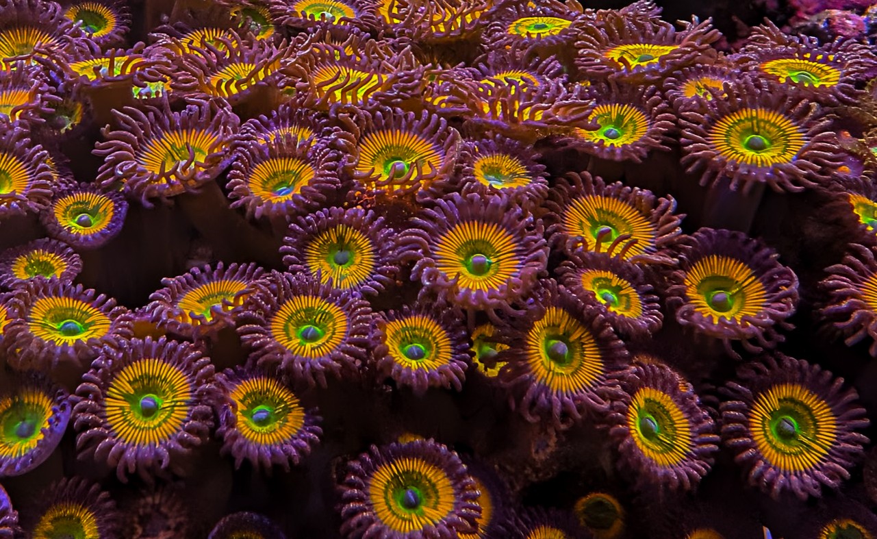 Sunny D Zoanthids Specimen